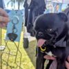 A black pug poses with a black pug keychain by Emily and Woo