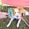 Border Collie Sunshine poses next to the Border Collie Keyring by Emily and Woo