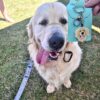 Golden Retriever Charlie poses next to the Golden Retriever Keyring
